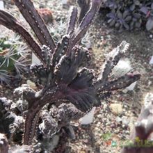 Una foto de Cereus spegazzinii fma. crestada