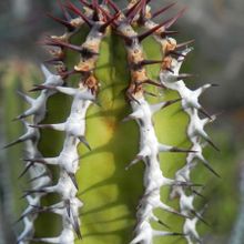 Una foto de Euphorbia virosa  