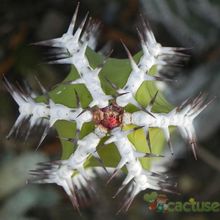 Una foto de Euphorbia virosa  