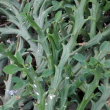 Una foto de Euphorbia hamata  
