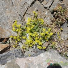 A photo of Sedum acre  