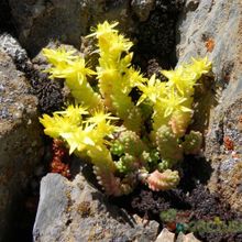A photo of Sedum acre  