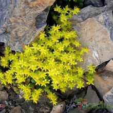 A photo of Sedum acre  