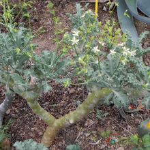 Una foto de Pelargonium klinghardtense  