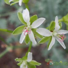 Una foto de Pelargonium klinghardtense  