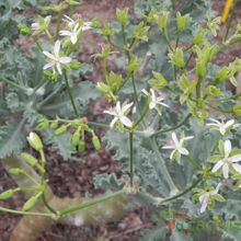 Una foto de Pelargonium klinghardtense  