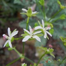 Una foto de Pelargonium klinghardtense  