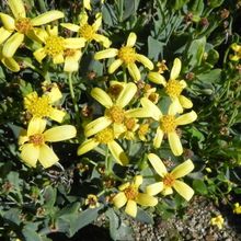 Una foto de Othonna quercifolia  
