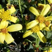 Una foto de Othonna quercifolia  