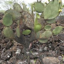 A photo of Opuntia insularis