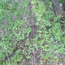 Una foto de Dioscorea elephantipes  