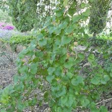 Una foto de Dioscorea elephantipes  