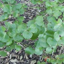 Una foto de Dioscorea elephantipes  