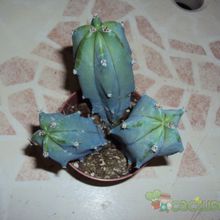 Una foto de Myrtillocactus geometrizans