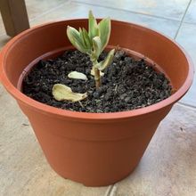 Una foto de Crassula ovata fma. variegada