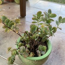 Una foto de Kalanchoe marnieriana  