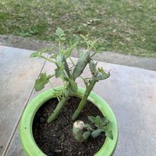 A photo of Senecio articulatus