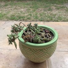Una foto de Crassula mesembryanthemoides