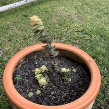 Una foto de Crassula perforata fma. variegada