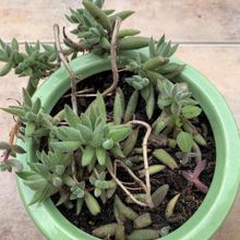 Una foto de Crassula mesembryanthemoides