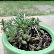 Una foto de Crassula mesembryanthemoides
