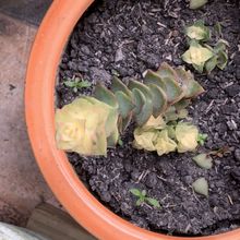 Una foto de Crassula perforata fma. variegada