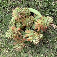 A photo of Sedum cuspidatum  