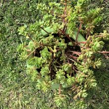 Una foto de Sedum luteoviride