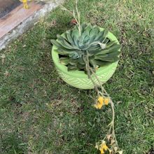 Photo of a cactus currently being identified