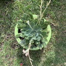 Photo of a cactus currently being identified