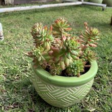 A photo of Sedum cuspidatum  