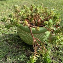 Una foto de Sedum luteoviride