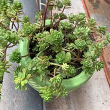 Una foto de Sedum luteoviride