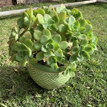 Una foto de Aeonium haworthii