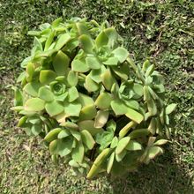 Una foto de Aeonium haworthii