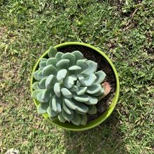 Una foto de Pachyveria Scheideckeri (Pachyphytum bracteosum x Echeveria secunda) (HIBRIDO)