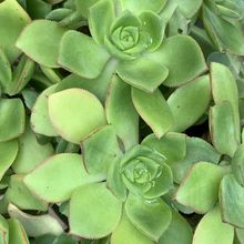 Una foto de Aeonium haworthii