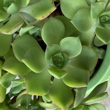 Una foto de Aeonium haworthii