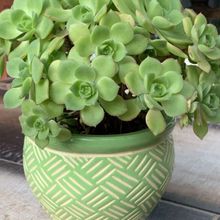Una foto de Aeonium haworthii