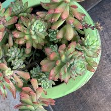 A photo of Sedum cuspidatum  