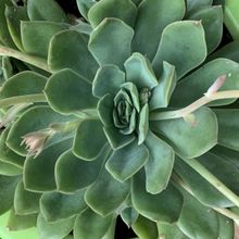 Photo of a cactus currently being identified