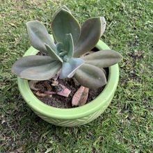 A photo of Echeveria Metallica (Hibrido)