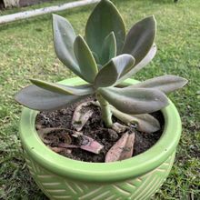 A photo of Echeveria Metallica (Hibrido)