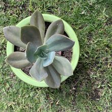 A photo of Echeveria Metallica (Hibrido)