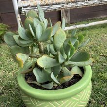 Una foto de Crassula arborescens fma. undulatifolia