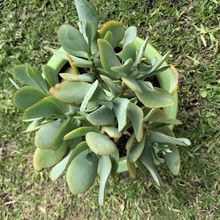 Una foto de Crassula arborescens fma. undulatifolia