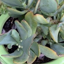 Una foto de Crassula arborescens fma. undulatifolia