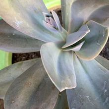 A photo of Echeveria Metallica (Hibrido)