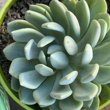 Una foto de Pachyveria Scheideckeri (Pachyphytum bracteosum x Echeveria secunda) (HIBRIDO)
