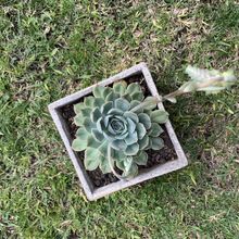 Photo of a cactus currently being identified